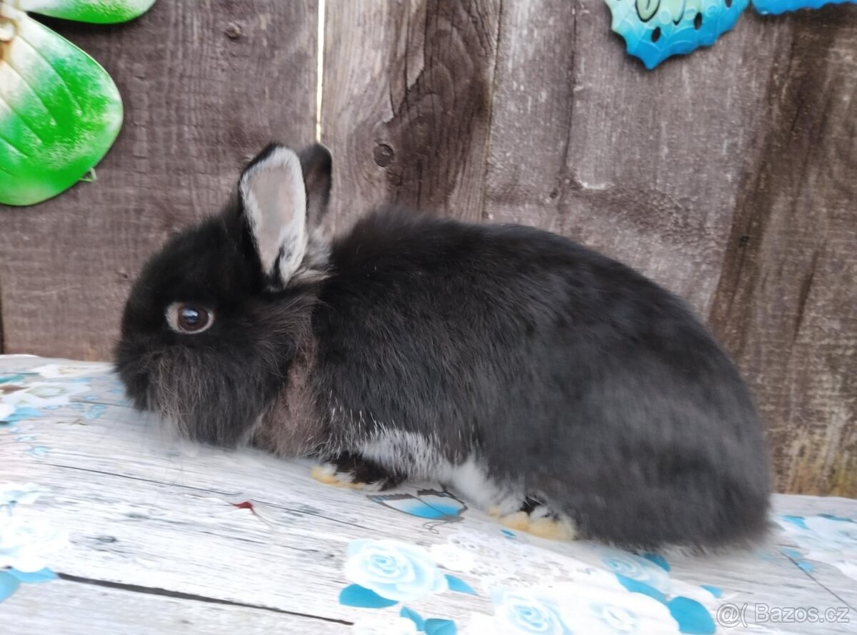 Zakrslý králíček bez PP sameček Flop - 6