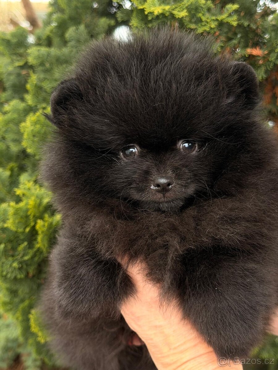 Pomeranian s p.p - 6