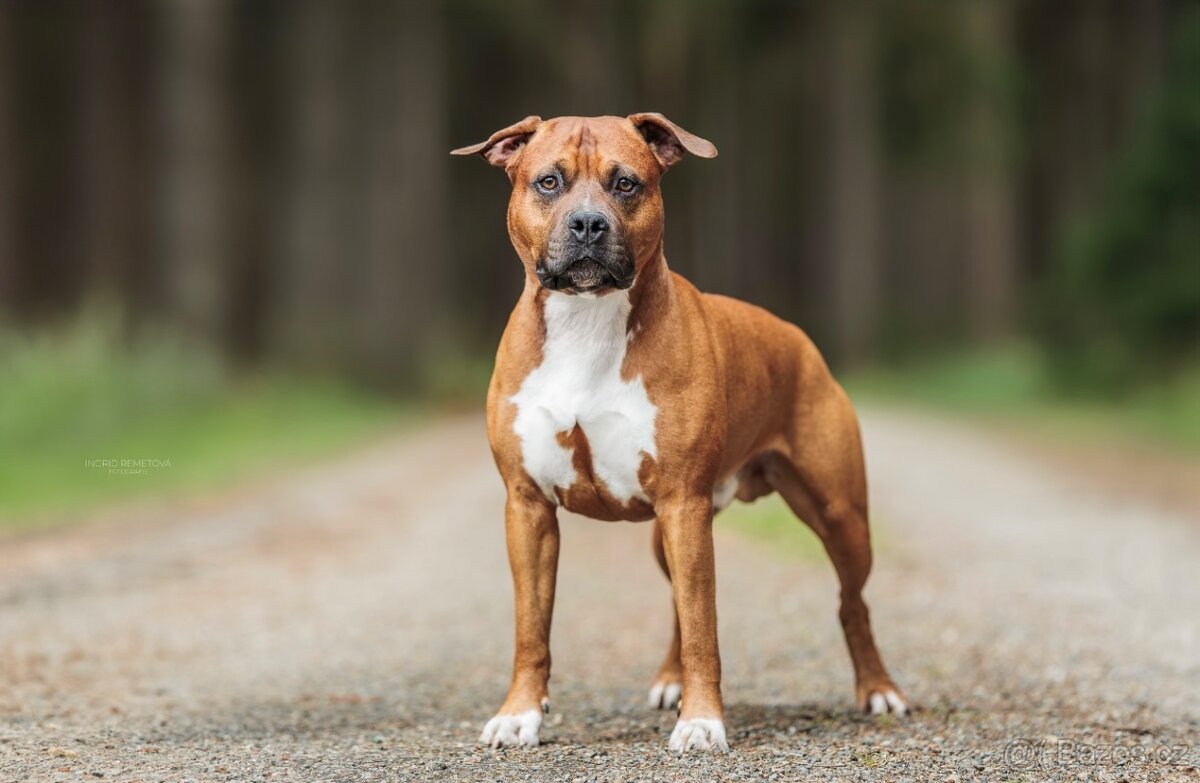 Americký stafordšírský teriér s PP - 6
