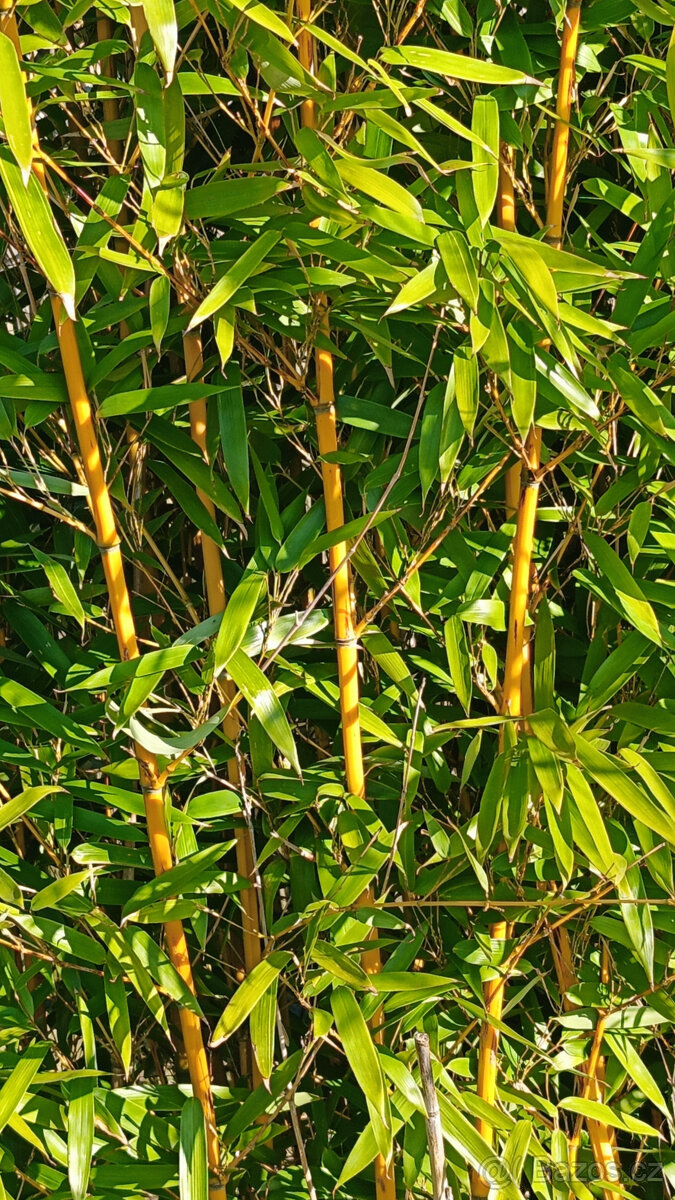 BAMBUSY - odkopky několika kultivarů- - - viz text a fota - 6