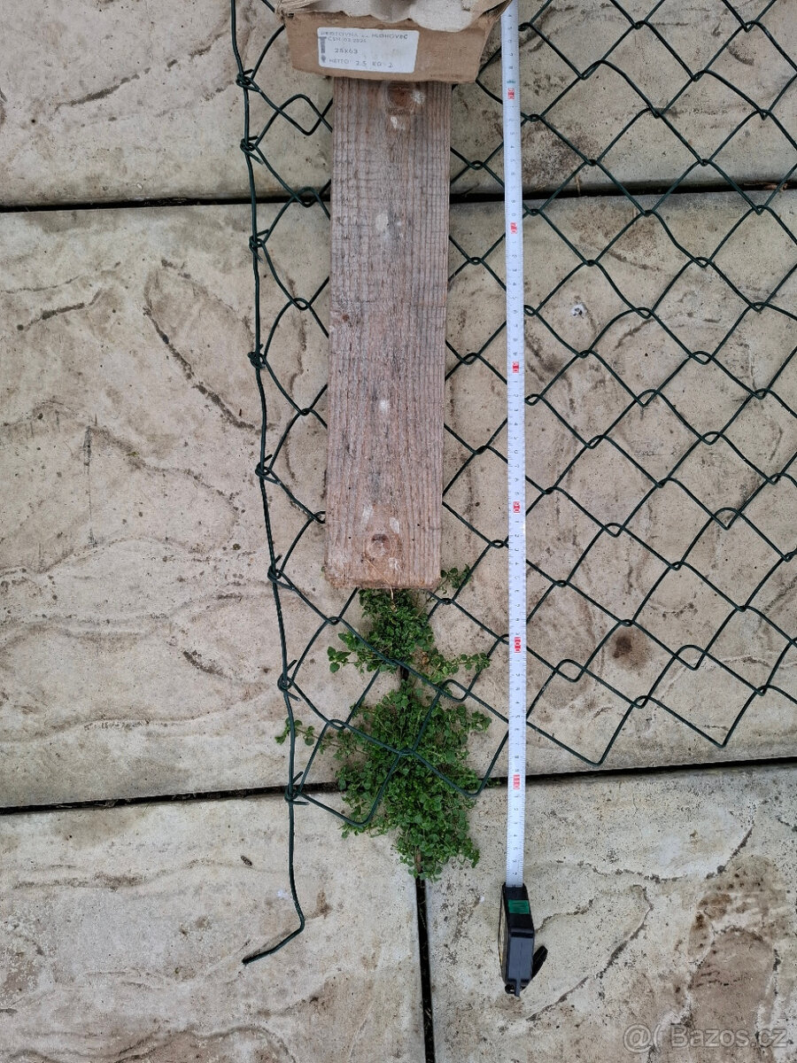 Pletivo plotové nebo proti okusu stromů, výška 160cm (100cm) - 6