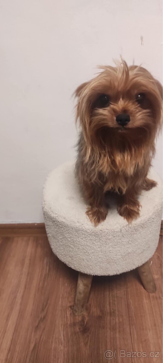 Jorkšírský Yorkšírský teriér - 6