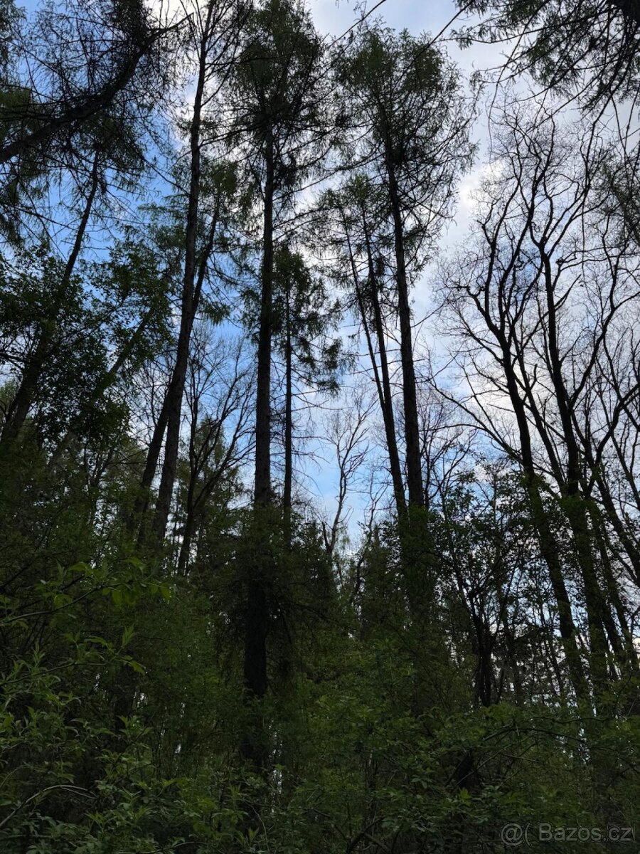 Prodám lesní pozemky v k.ú. Přeštěnice - 6