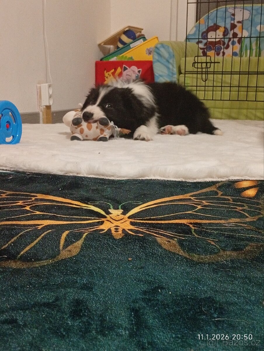 Border kolie štěně - 6
