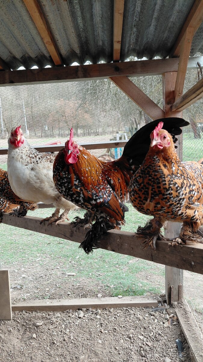 Zakrslá rousná - 6