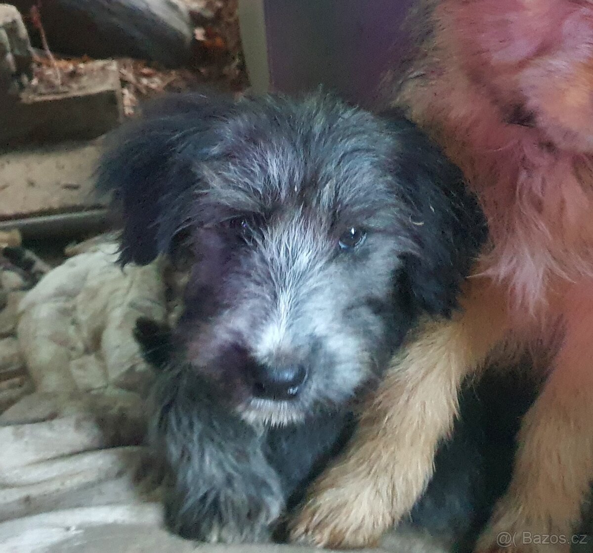 Stene krizenec borderkolie × holandsky pinc - 6