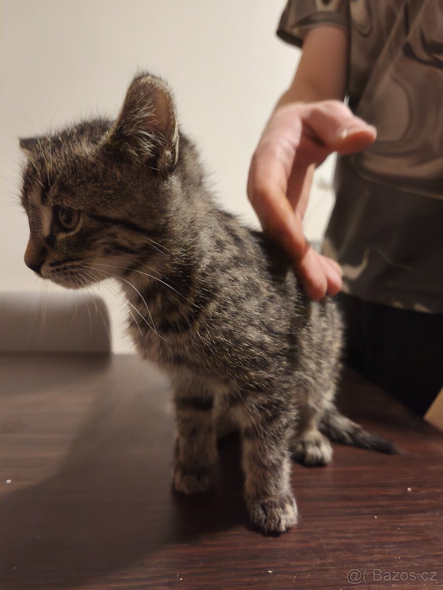 OPĚT VOLNÝ - DARUJI KOTĚ / KOCOUR - 6