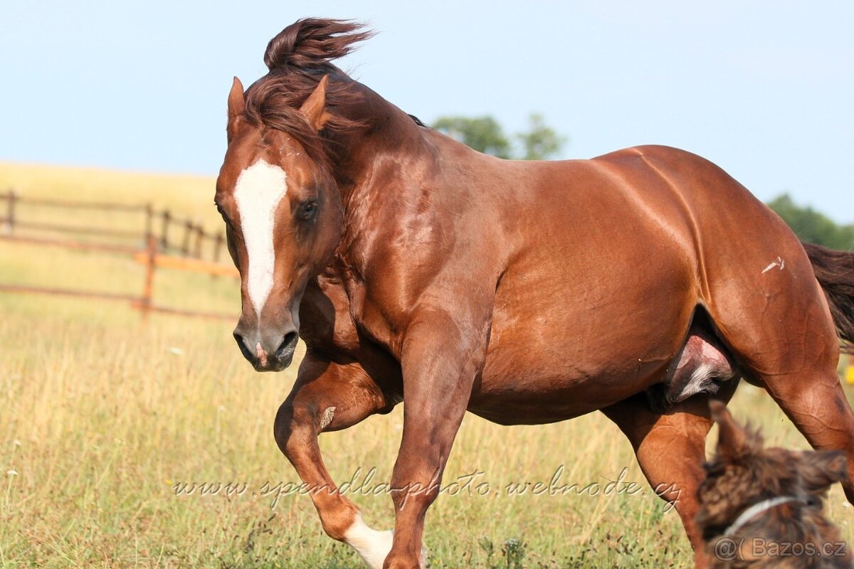 2,5 ročná AQH kobylka - 6