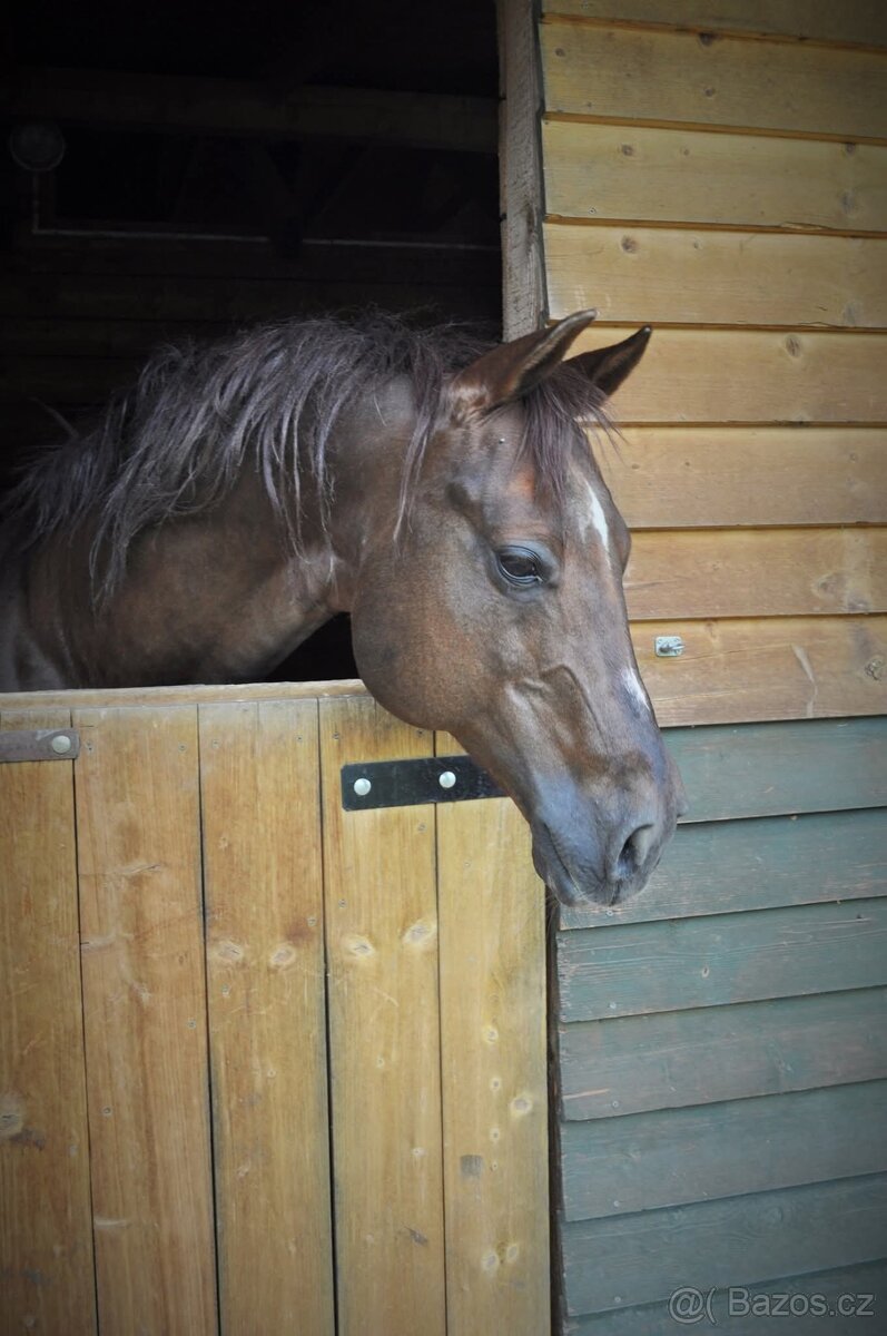 Připouštění GEE RONNIE MO - 6