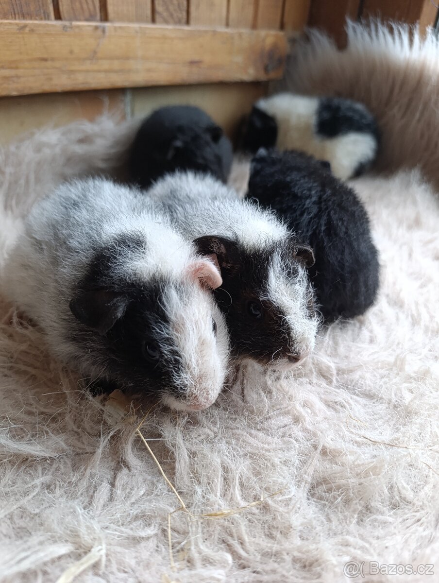 Morče US Teddy / morčata / morčátko - 6