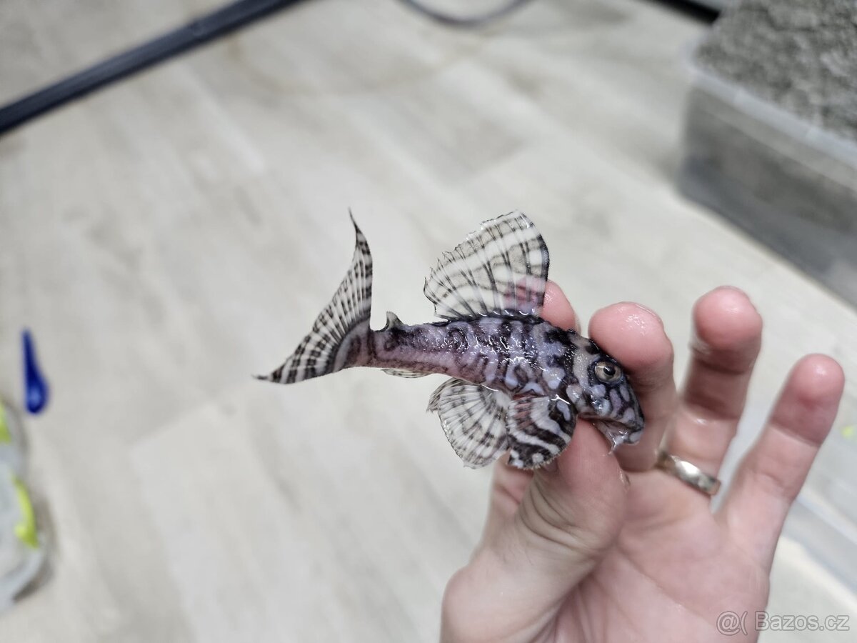 L 236 Super White - chovné páry - 6