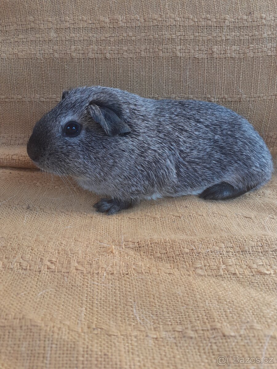 Morčátka krátkosrstá - 6