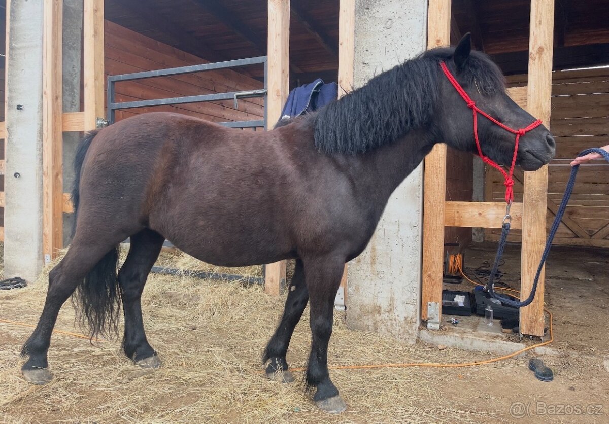 Klisna Shetlandský pony - 6