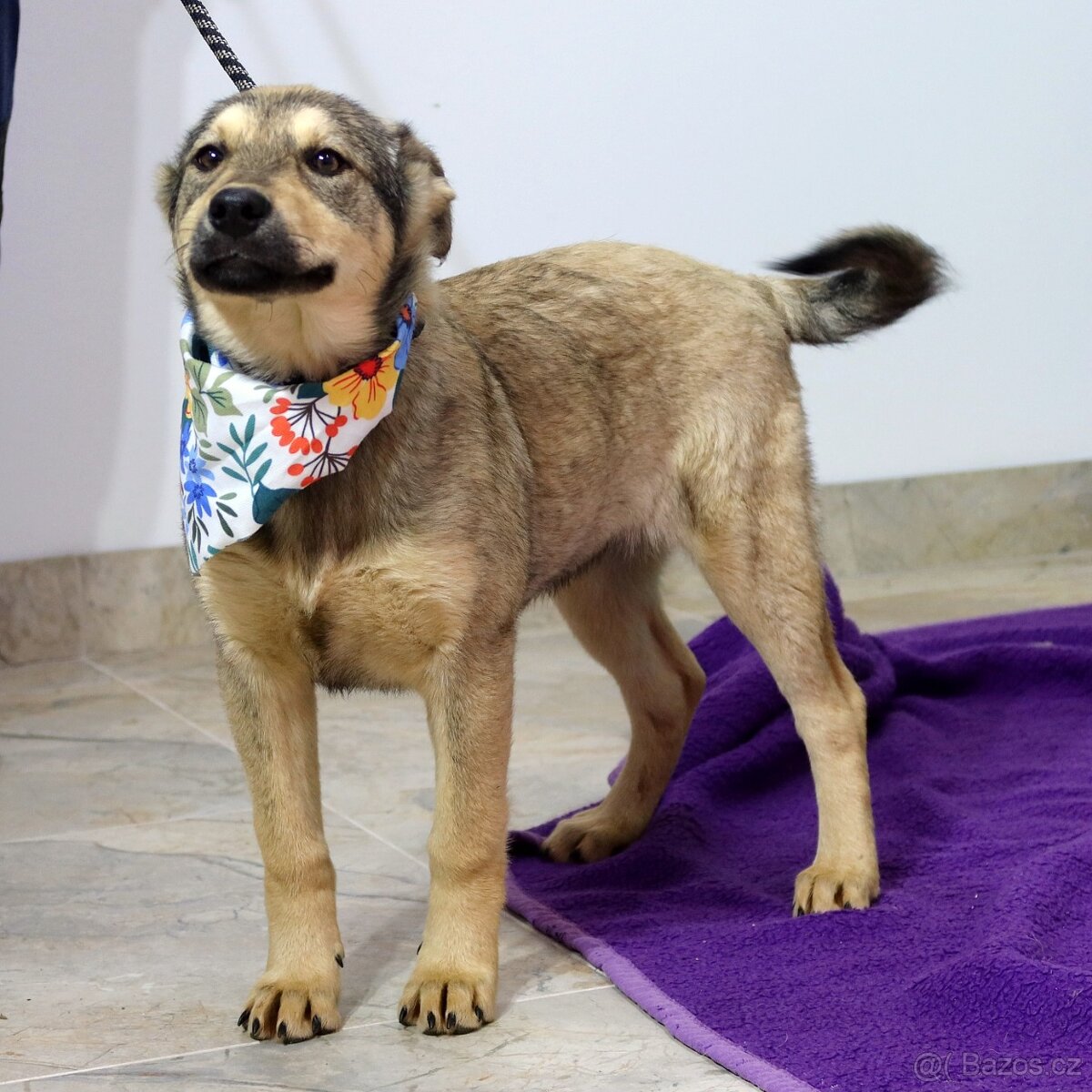 pratelská Franciska hledá domov - 6