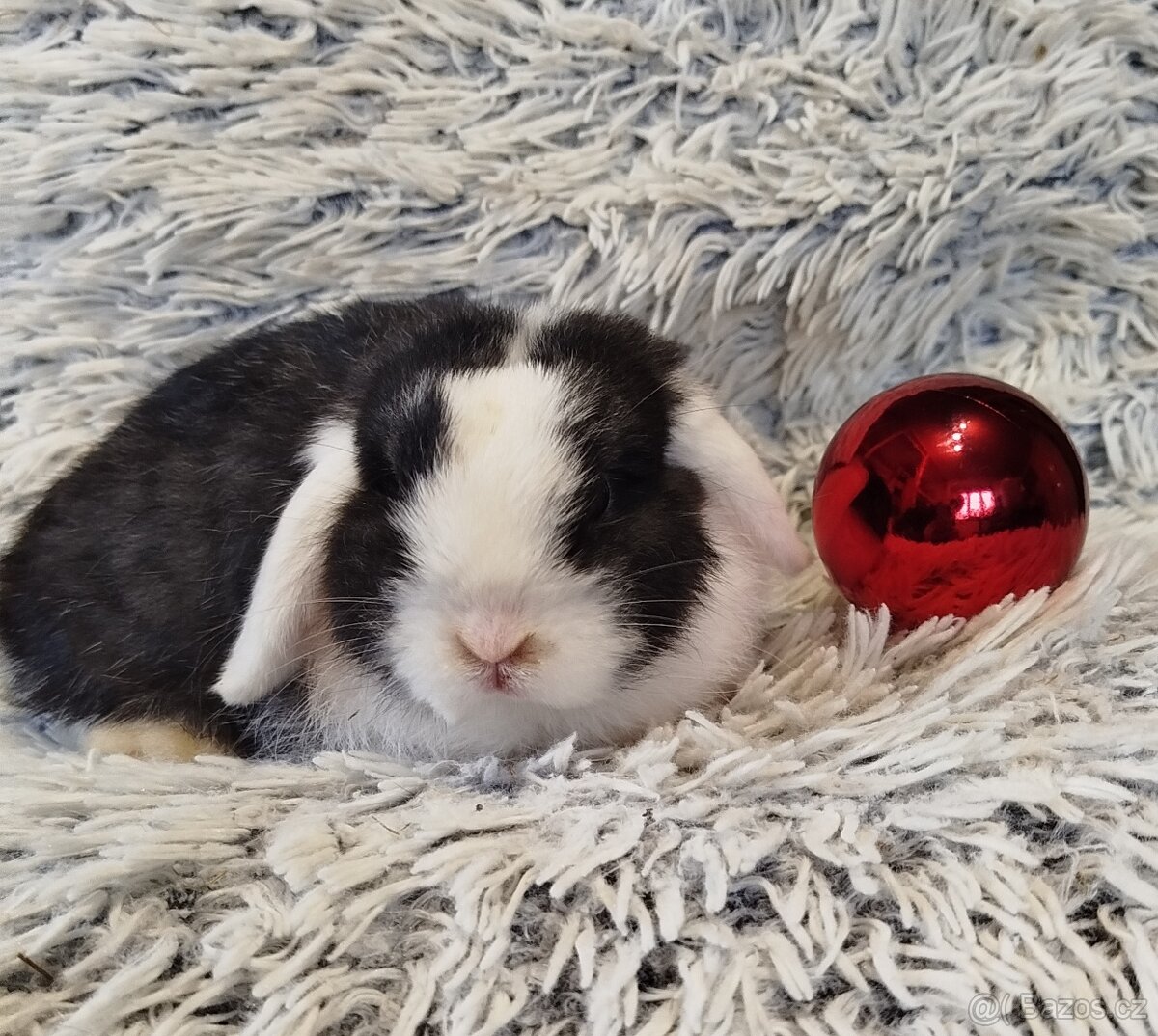 Minilop - anglický zakrslý beránek s VP - 6