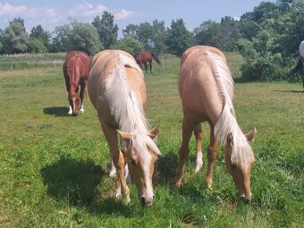 Připouštění Qh cremello hřebcem - 6