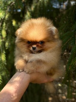 Pomeranain super Mini chlapečky PP FCI - 6
