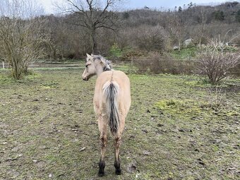 AQH hřebeček 1 rok, buckskin - 6