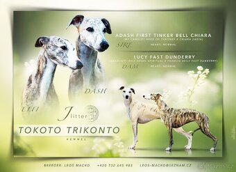 Vipet/Whippet s PP (FCI) - 6