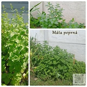 semínka, zelenina, bylinky, koření, okrasné květiny a trávy - 6