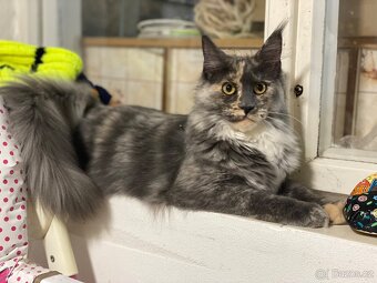 Mainská mývalí - 6