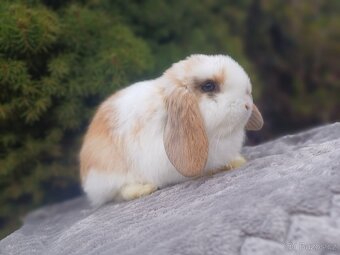 ★Poslední Volný Sameček Zakrslý Beránek MiniLop★ - 6