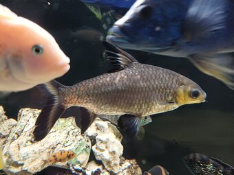 Parmička žraločí - 6