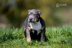 American Bully - 6