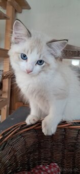 Kočičky ragdoll s PP - 6