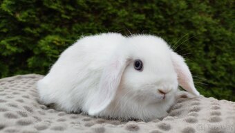 Zakrslý beránek, králíček, králík - HOLLY - 6