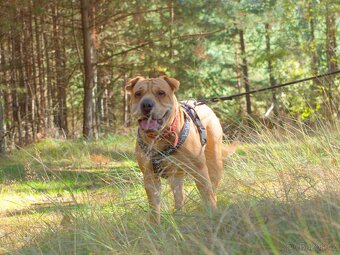 VANILKA K ADOPCI - vděčná, umazlená, CHCE DOMŮ:( - 6