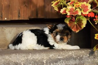 Biewer terriér- jorkšírský - fenka - 6