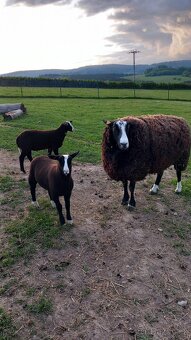 Berani zwartbles - 6