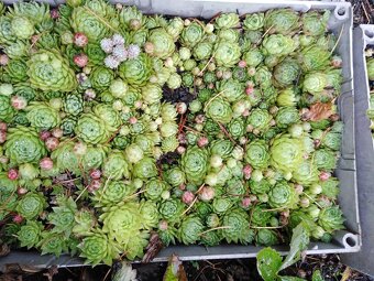 Netřesky na skalku, zídku, střechu - 6