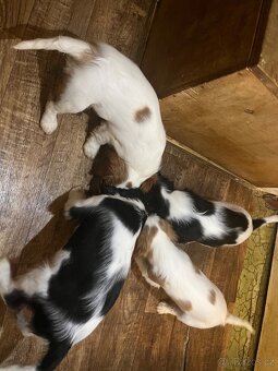 kavalír king charles španěl - 6