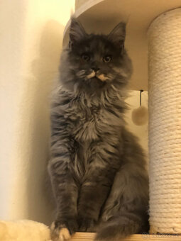 Mainská mývalí s PP - 6