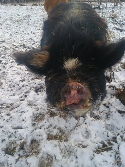 Kune Kune -kanec - 6