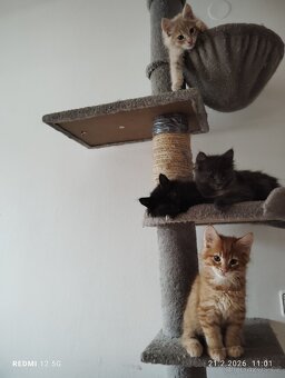 Mainská mývalí - 6