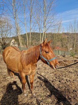 Kobylka QH 2r.barva Red Dun s PP - 6