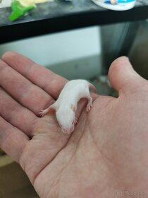 Myš bílá laboratorní - 6
