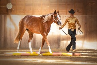 Paint horse klisna - 6