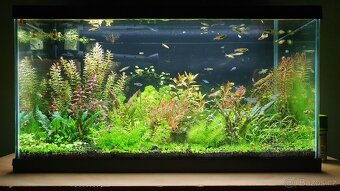 Set akvarijnich rostlinek pro 60l akvarium - 6