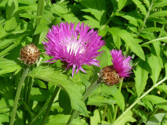 trvalky - CHRPY horské (modrá, růžová), CHRPA nachová - 6