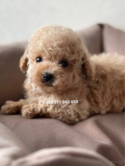 Maltipoo, fenka Murka 1000€‼️ - 6