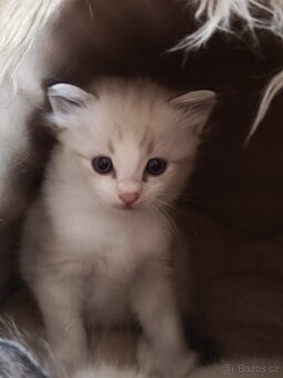 Ragdoll bez PP - 6