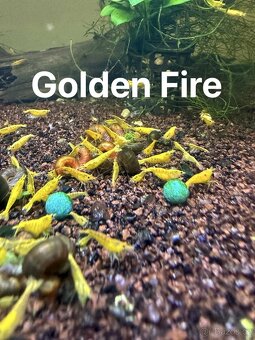 Krevetky Neocaridina, Endlerky - 6