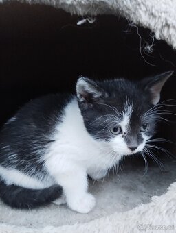 Daruji do dobrých rukou koťátko - 6