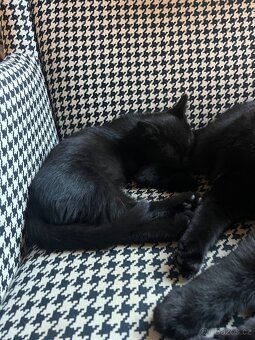 Černý kocour - 4 měsíce - 6