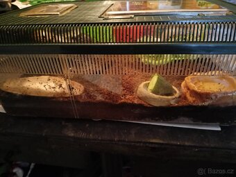 Afričtí šneci - 6