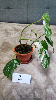 Panašovaná Monstera albo - 6